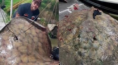 Ψαράς έπιασε σαλάχι 250 κιλών μετά από επική μάχη δύο ωρών (ΒΙΝΤΕΟ)