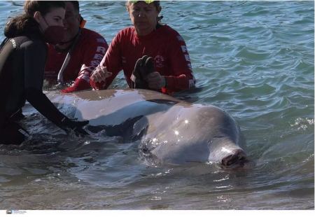 Άλιμος: Στην ανοικτή θάλασσα η μικρή φάλαινα που εγκλωβίστηκε στα ρηχά