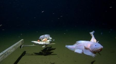 Ζωή στην άβυσσο: Αυτό είναι το ψάρι που κατέγραψαν σε μεγαλύτερο βάθος, στην ιστορία - Μοναδικές εικόνες