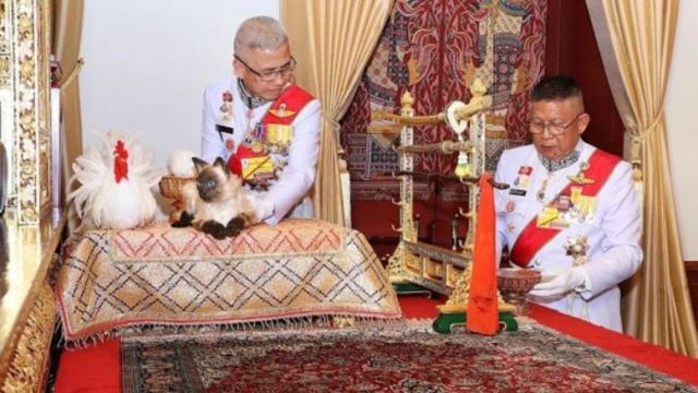 Ταϊλάνδη: Σύγχυση για τον γάτο στην τελετή ενθρόνισης του βασιλιά