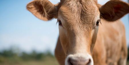 Αγελάδες κάνουν βόλτες σε χωριό των Πρεσπών - Ανάστατοι με τις καθημερινές «συναντήσεις» οι κάτοικοι