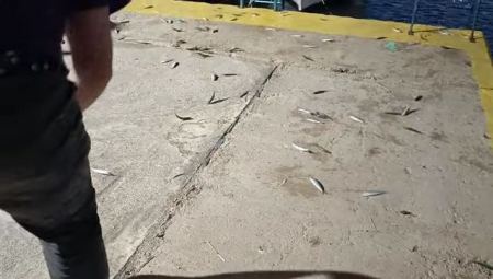 Χαλκίδα: Βγήκαν τα ψάρια στη στεριά (Βίντεο)