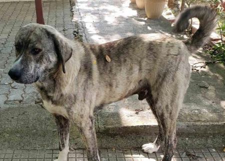 Χάθηκε ο σκύλος της φωτογραφίας από τα Λουτρά Υπάτης