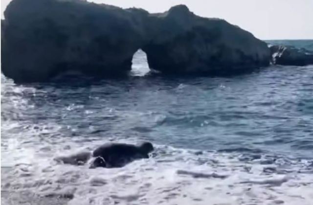Κάρπαθος: Δείτε τη φώκια που έκανε ποδαρικό την Πρωτοχρονιά σε παραλία του νησιού (video)