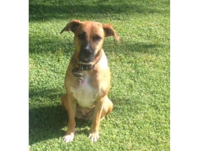 Χάθηκε η σκυλίτσα της φωτογραφίας στην Ανάβρα Φθιώτιδας