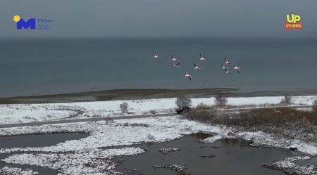 Φθιώτιδα: Μοναδικές εικόνες με τα φλαμίνγκο στα χιόνια - ΒΙΝΤΕΟ