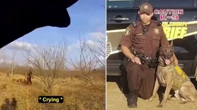 Βίντεο: Η συγκινητική στιγμή που αστυνομικό σκυλί εντοπίζει παιδί που χάθηκε στο Μίσιγκαν