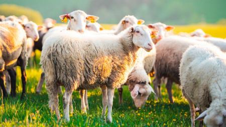 Τα πρόβατα έφαγαν 100 κιλά κάνναβη και έγιναν… κατσίκια!