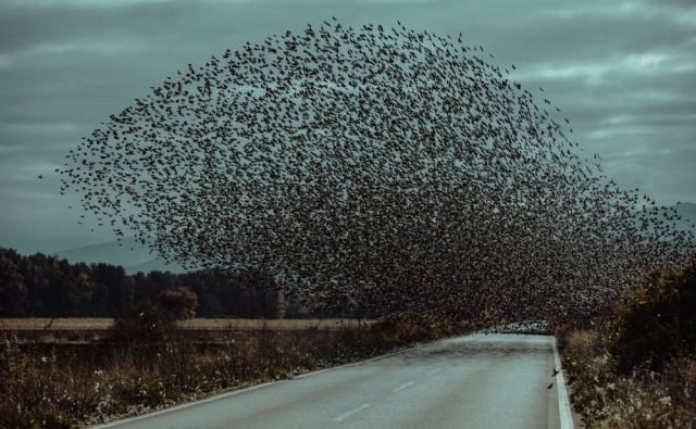 Εντυπωσιακό σκηνικό με σμήνος πουλιών στο δρόμο - (ΒΙΝΤΕΟ-ΦΩΤΟ)