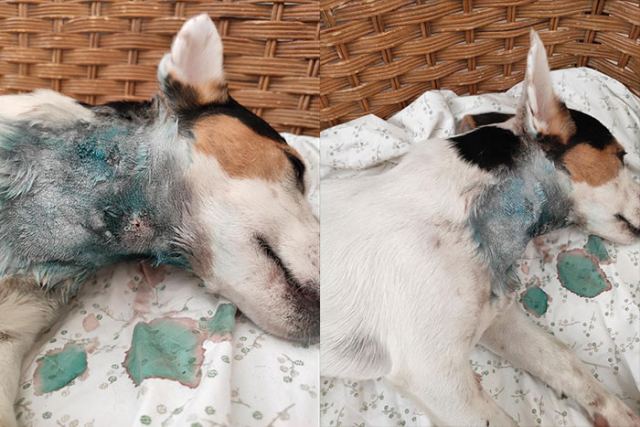 Λαμία: Σκυλάκι δέχτηκε επίθεση από αδέσποτα - ΦΩΤΟ
