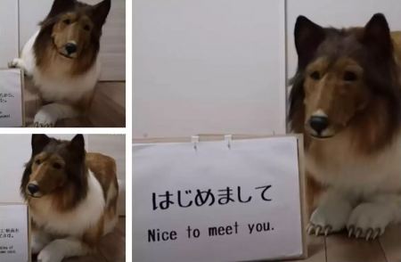 Ιαπωνία: Έδωσε 14.000 ευρώ για να αγοράσει ρεαλιστική στολή σκύλου – «Ονειρευόταν να γίνει ζώο»