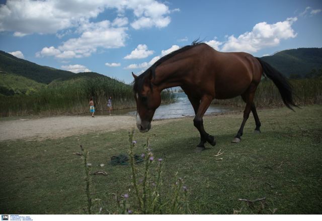 Σύλληψη για άλογο που ζούσε σε ακατάλληλες συνθήκες - Πρόστιμο άνω των 30.000 ευρώ