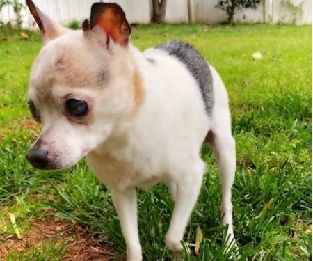Πέθανε η Pebbles, ο γηραιότερος σκύλος στον κόσμο- Είχε συμπληρώσει τα 22 χρόνια