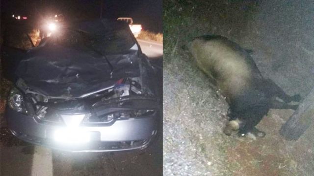 Αυτοκίνητο τράκαρε με αγελάδα - Δύο τραυματίες - Δείτε εικόνες!