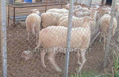 Κρούσμα ευλογιάς σε πρόβατα στη Φθιώτιδα