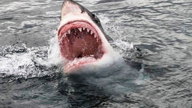 Καρχαρίας κατασπάραξε γυναίκα μπροστά στα μάτια του 6χρονου γιου της