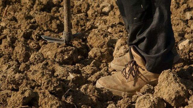 Φθιώτιδα: Αγρότης κινδύνευσε από σαρανταποδαρούσα