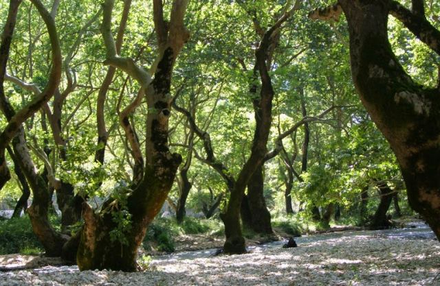 Πεζοπορική διαδρομή στο παραπόταμιο δάσος του Σπερχειού
