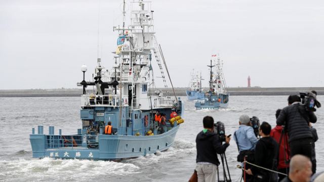 Η Ιαπωνία ξεκινά το κυνήγι φαλαινών-διεθνής κατακραυγή