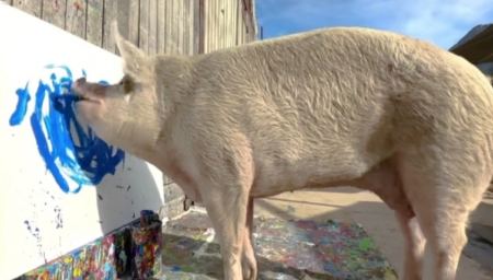 «Pigcasso»: Το γουρούνι που ζωγραφίζει κέρδισε ένα εκατομμύριο από τις δημιουργίες του! (ΒΙΝΤΕΟ)