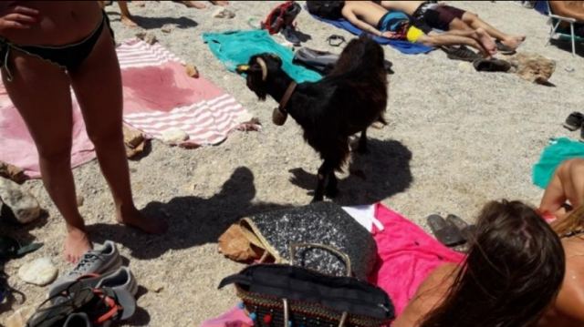 Η επίσκεψη της πεινασμένης κατσίκας σε παραλία στην Κρήτη