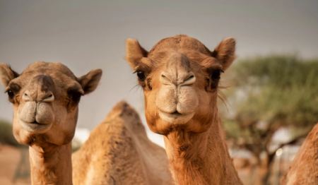 Καμήλες αποκλείστηκαν από διαγωνισμό ομορφιάς λόγω… μπότοξ