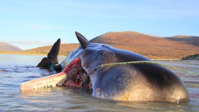 Εικόνες σοκ: Νεκρή φάλαινα με 100 κιλά σκουπίδια στο στομάχι