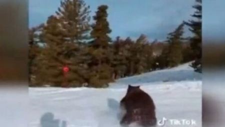 Καλιφόρνια: Viral η αρκούδα που πέρασε «ξυστά» από σκιέρ (ΒΙΝΤΕΟ)
