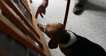 Παρίσι: Ξενοδοχεία επιστρατεύουν εκπαιδευμένους σκύλους για τον εντοπισμό κοριών ενόψει των Ολυμπιακών Αγώνων