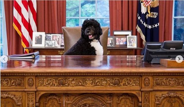 Πέθανε ο σκύλος του Μπαράκ Ομπάμα