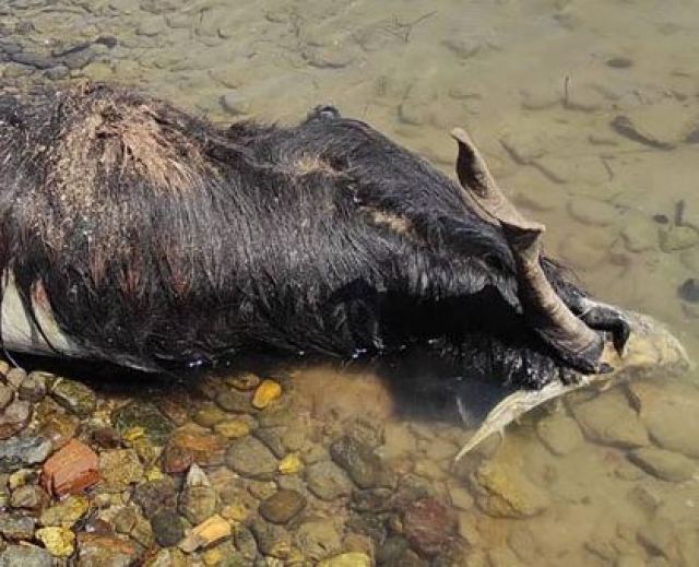 ΟΠΕΚΕΠΕ: Μέχρι την Παρασκευή η δήλωση απώλειας ζώων από τον «Ιανό»