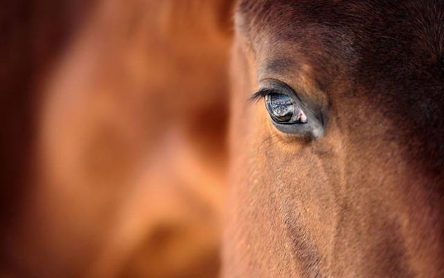 Η απίστευτη δικαιολογία ενός άνδρα που έκανε σεξ… με άλογο