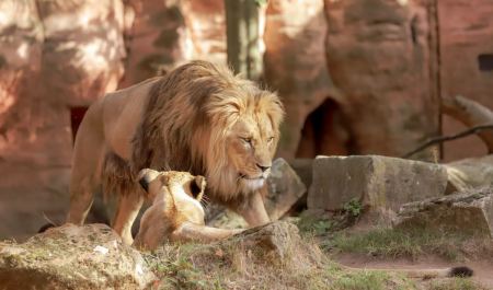 Σίδνεϊ: Πέντε λιοντάρια απέδρασαν από τον χώρο όπου φυλάσσονται σε ζωολογικό κήπο