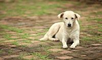 Έριξαν φόλες σε αδέσποτα σκυλάκια στην Πελασγία