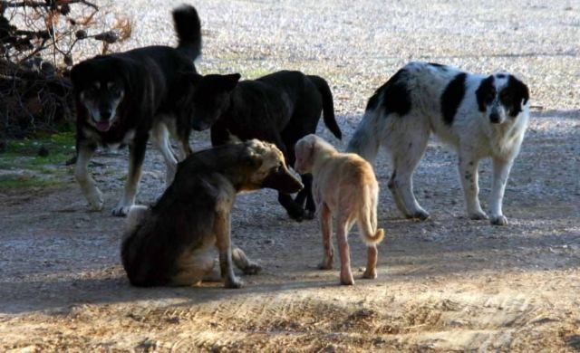 Στυλίδα: Νέα επίθεση σκύλου στο Μαρίνι - Αυτή τη φορά σε ανήλικη
