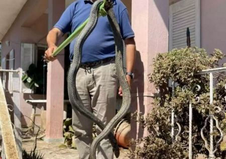 Δείτε το φίδι των 2,5 μέτρων στην Καρδίτσα που βγήκε από τα λασπόνερα και μπήκε μέσα σε σπίτι