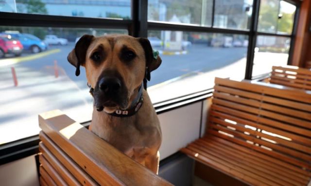 Ενας σκύλος στην Πόλη ταξιδεύει με μετρό, τραμ και πλοία και κλέβει καρδιές - Κάνει καθημερινά 30 χιλιόμετρα ημερησίως