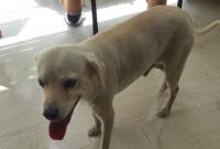 Βρέθηκε σκυλάκι στην οδό Βύρωνος