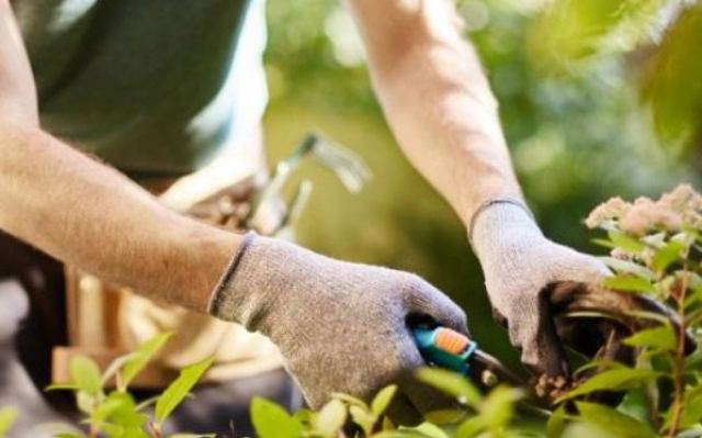 Ζητούνται Κηπουρός και Οικονόμος ως εσωτερικοί σε εξοχική κατοικία στο Λογγό Φθιώτιδας