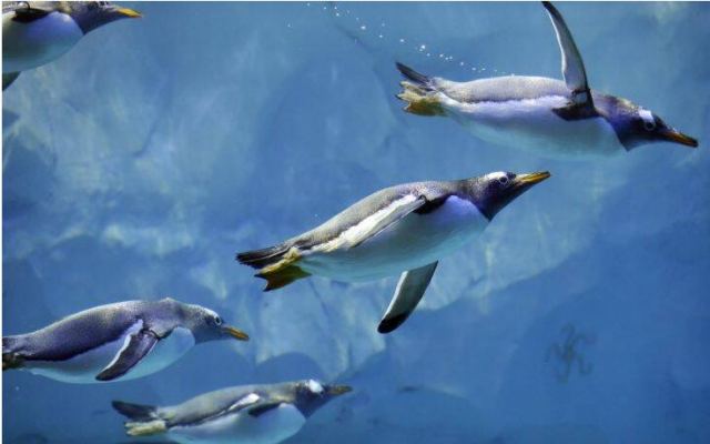 Δορυφόρος ξετρύπωσε νέες αποικίες αυτοκρατορικών πιγκουίνων στην Ανταρκτική