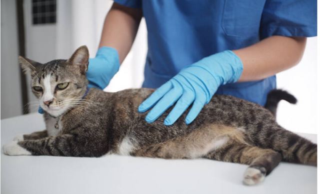 Άντρας διέρρηξε κτηνιατρείο για να κλέψει… αίμα γάτας