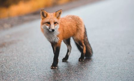 Έβρος: Κάτοικος ταΐζει αλεπού στα καμένα