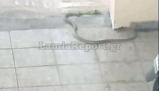 Μεγάλο φίδι σε πολυκατοικία στο κέντρο της Λαμίας (ΒΙΝΤΕΟ)