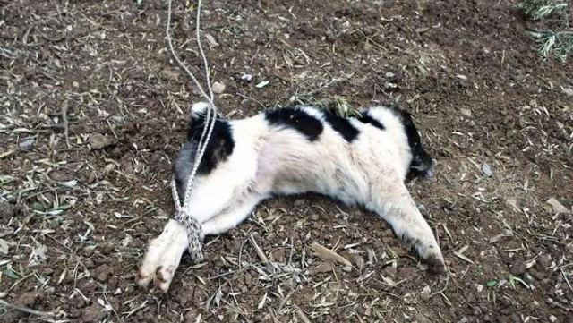 Φθιώτιδα: Έδεσε απ&#039; τα πόδια το σκυλί και το άφησε να πεθάνει