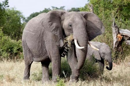 Η Μποτσουάνα απειλεί να στείλει 20.000 ελέφαντες στη Γερμανία