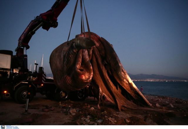 Απίστευτο – Νεκρή φάλαινα ξεβράστηκε στην Φρεαττύδα, στον Πειραιά (video)
