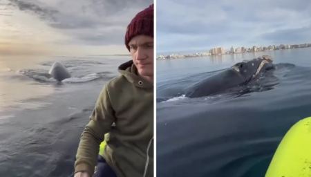 Εντυπωσιακό βίντεο με γιγάντια φάλαινα κοντά σε άντρα που κάνει καγιάκ