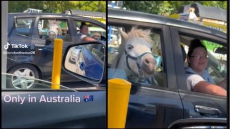 Έβαλε το άλογο στο πίσω κάθισμα του αυτοκινήτου και το πήγε στα McDonald&#039;s για παγωτό (vid)