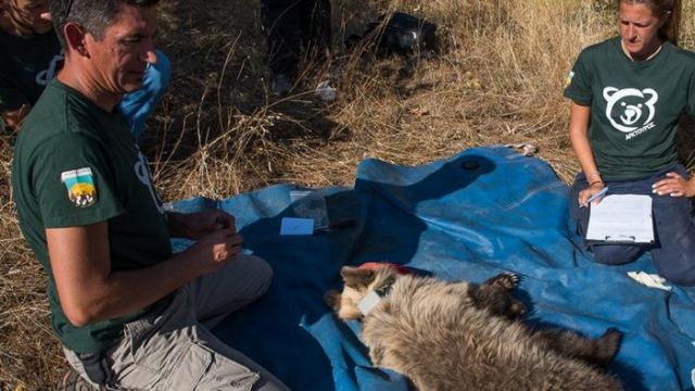 Αρκουδάκι 10 μηνών πιάστηκε σε παράνομη παγίδα – Βίντεο από την απελευθέρωση του