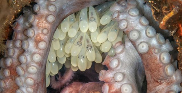 Ένα χταπόδι που επωάζει τα αυγά του, η κορυφαία υποβρύχια φωτογραφία της χρονιάς - Και ακόμα 10! (ΦΩΤΟ)